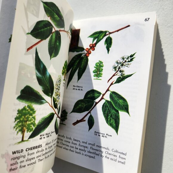Trees Field Guide Plants botany Golden Guides St. Martin's Press BOOKSHARK - Picture 12 of 14